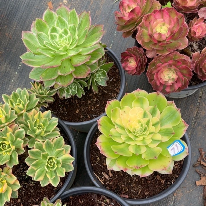 71一箱法师锦锦锦