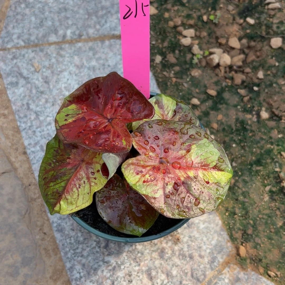 敖***敖月光泰国彩叶芋215-0917