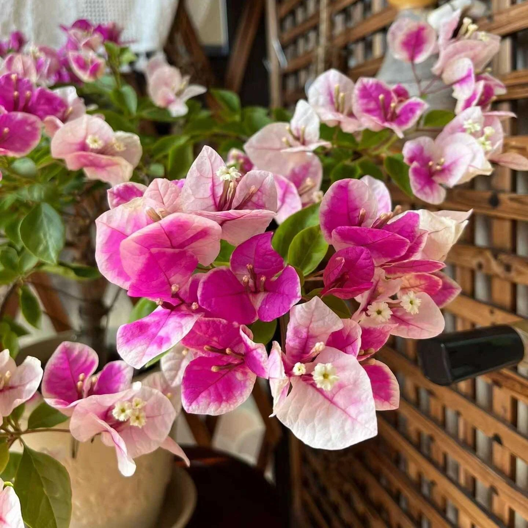 双樱组合漳红樱+绿樱 三角梅原生小苗袋苗福建漳州基地发货包对版