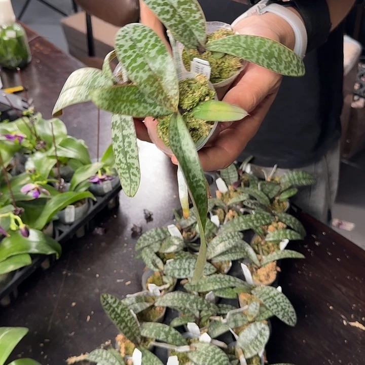 当前无花栽培后可以开花西蕾莉盲盒  1.7寸苗株 瑕疵