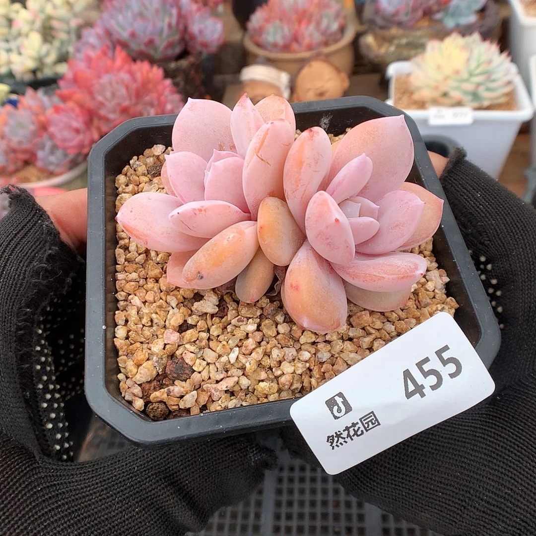 455奶茶多肉植物66666