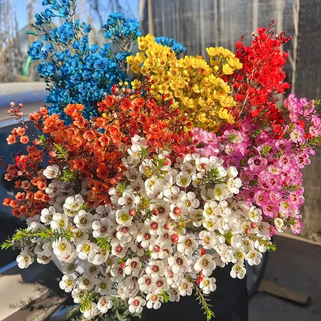 澳洲腊梅  任意两单顺丰包邮