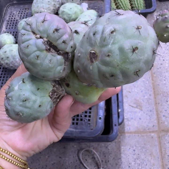 423习志野群有伤掉侧牙无售后