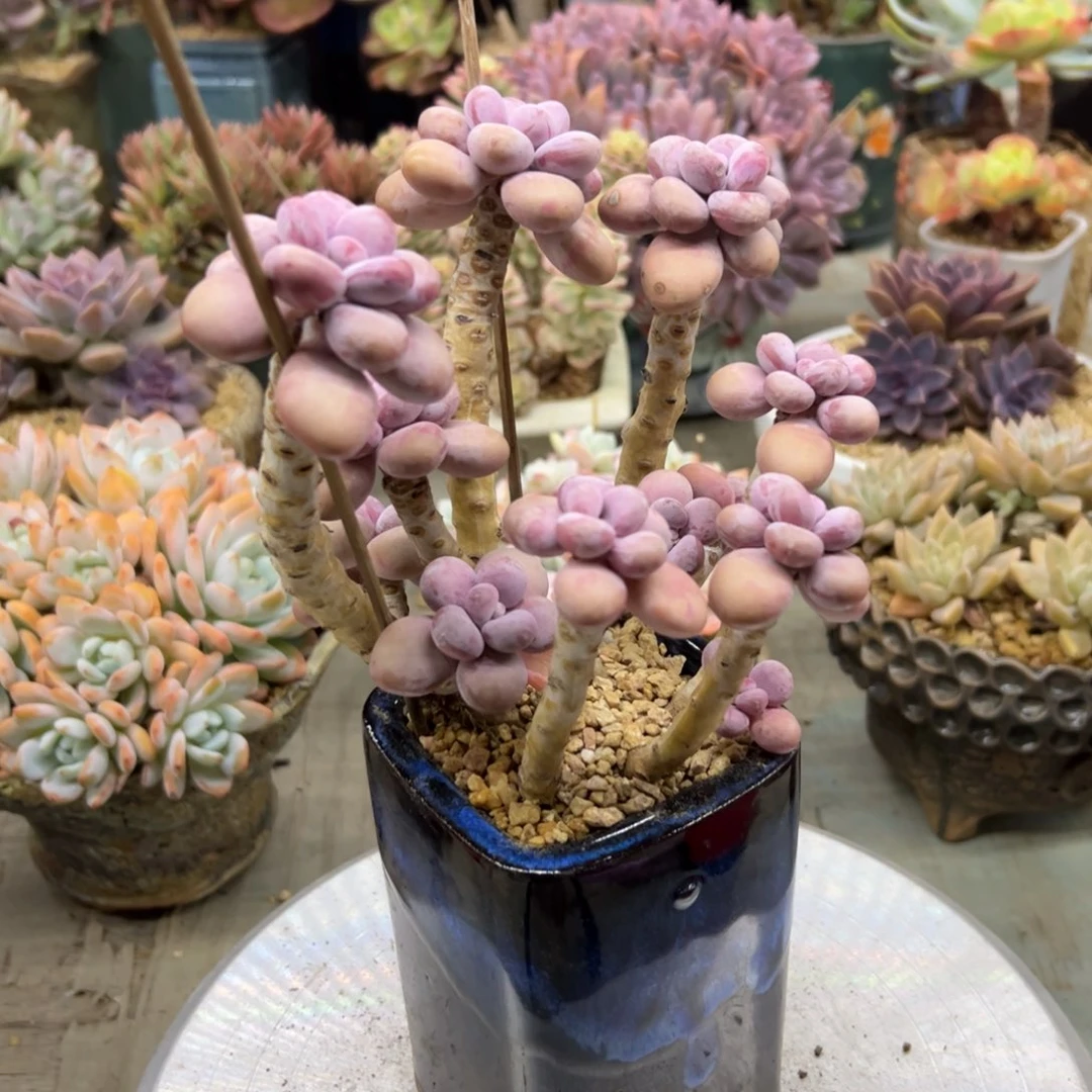 美***美桃蛋35 零零多肉植物