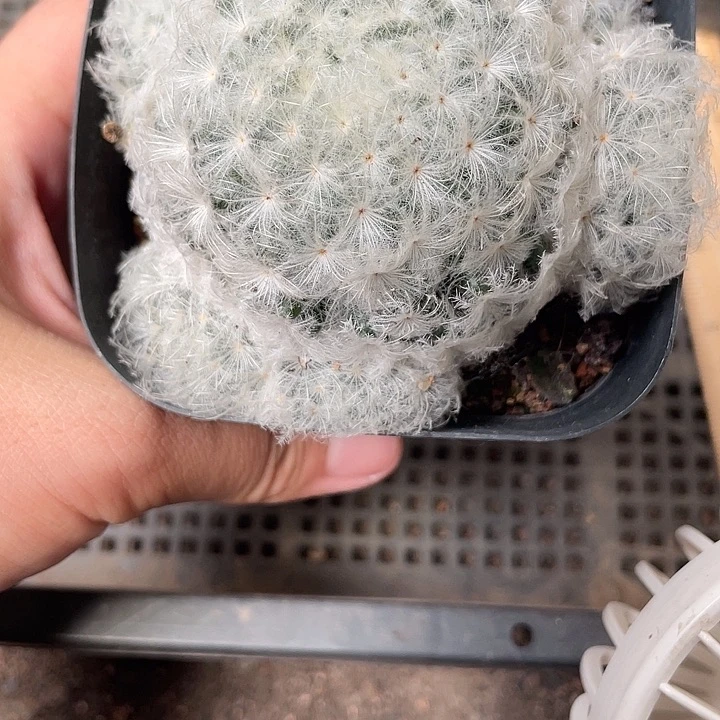 082仙人球开花植物