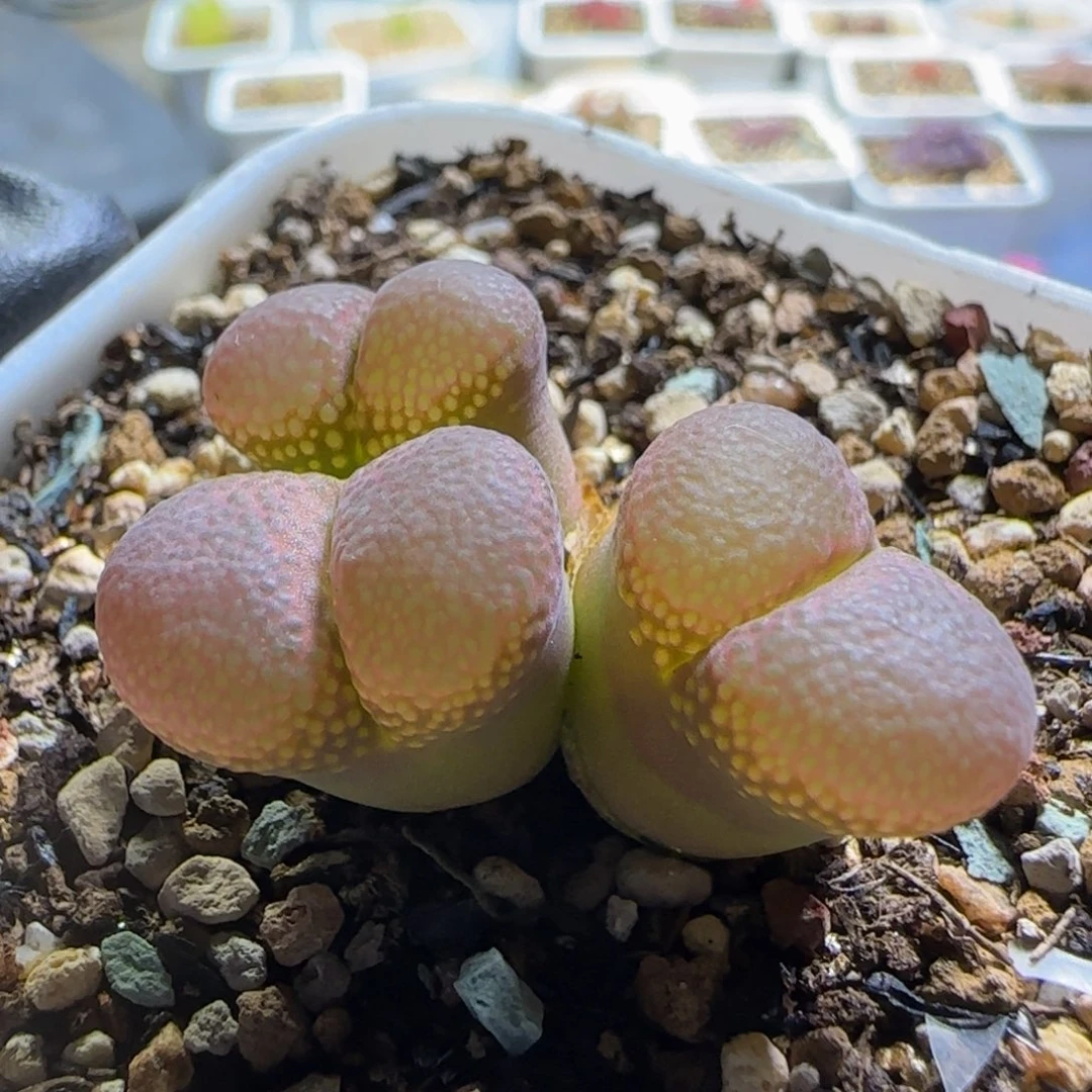多肉植物绝美风铃100号（满38元包邮）