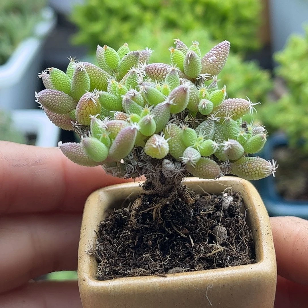 004实生玉米带盆优选枝干