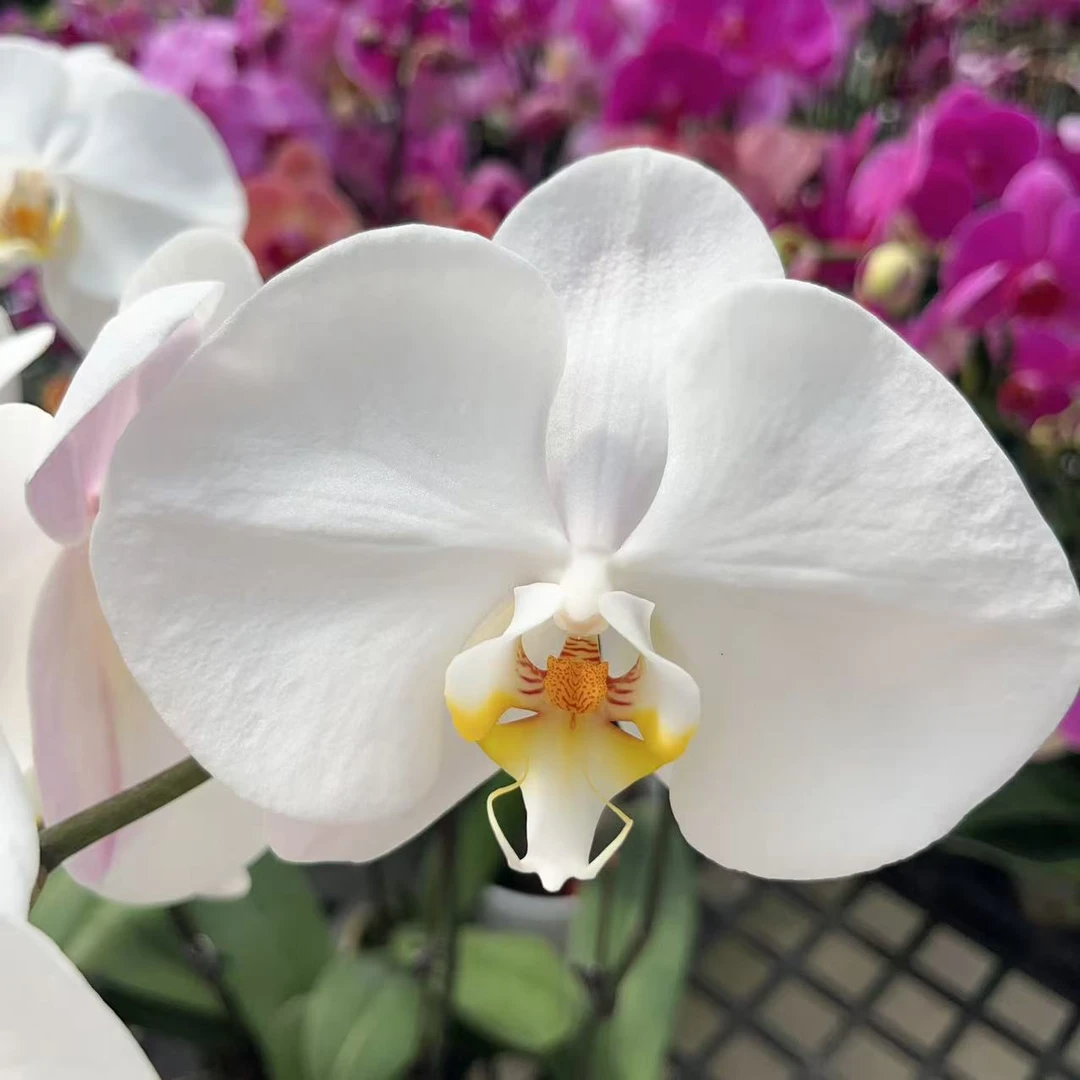 A08【大白】 室内花卉绿植 好养易活蝴蝶兰