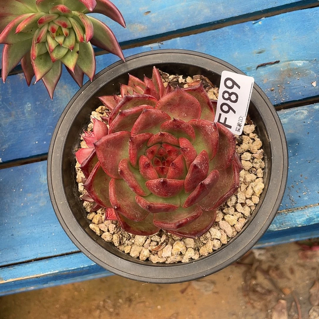 若如东云单拍F989