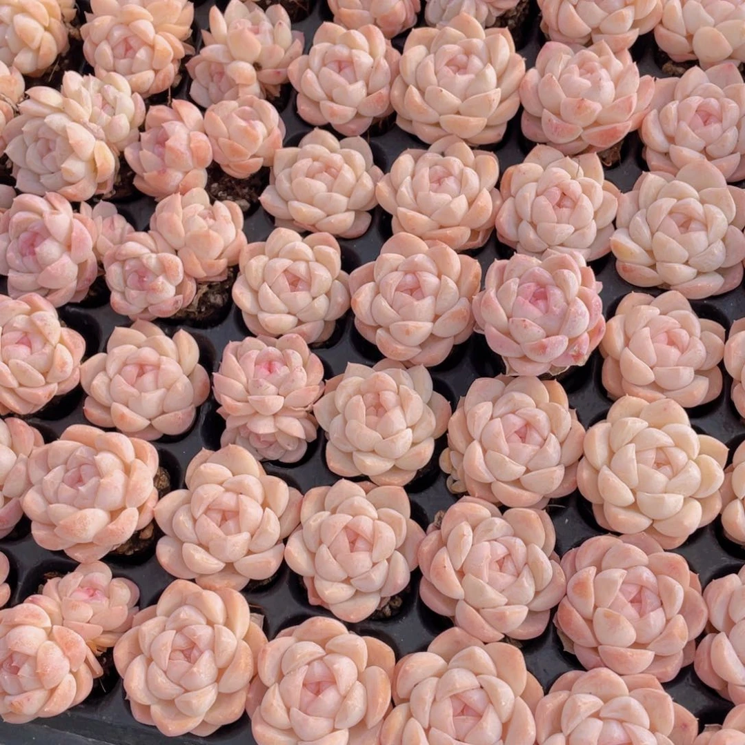 252号 开播福利奶油糖心白桃汽水四颗