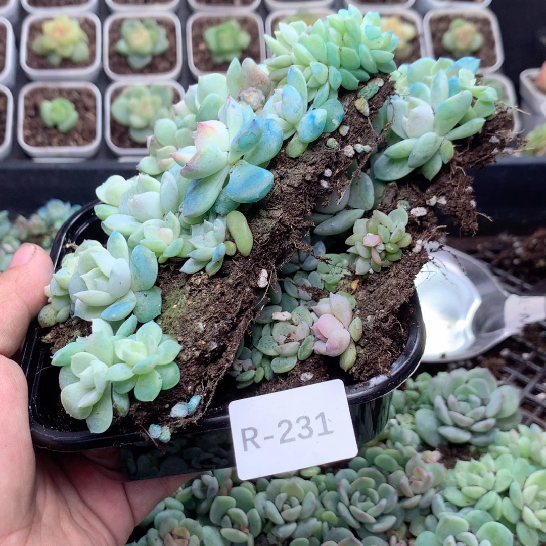 无花朵R231英语英语
