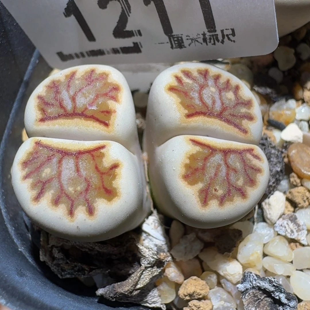 板娘有好东西了1211