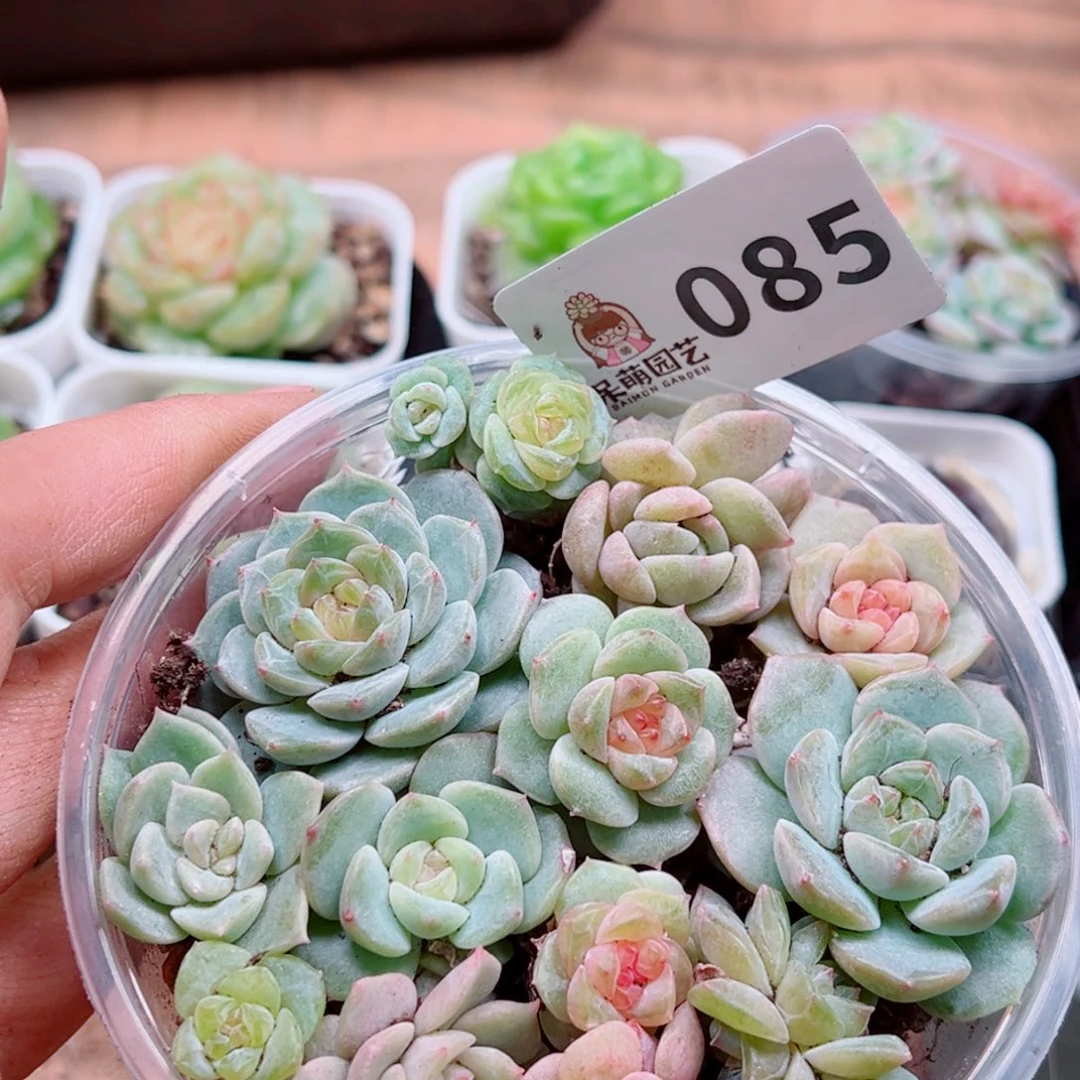多肉植物多肉植物