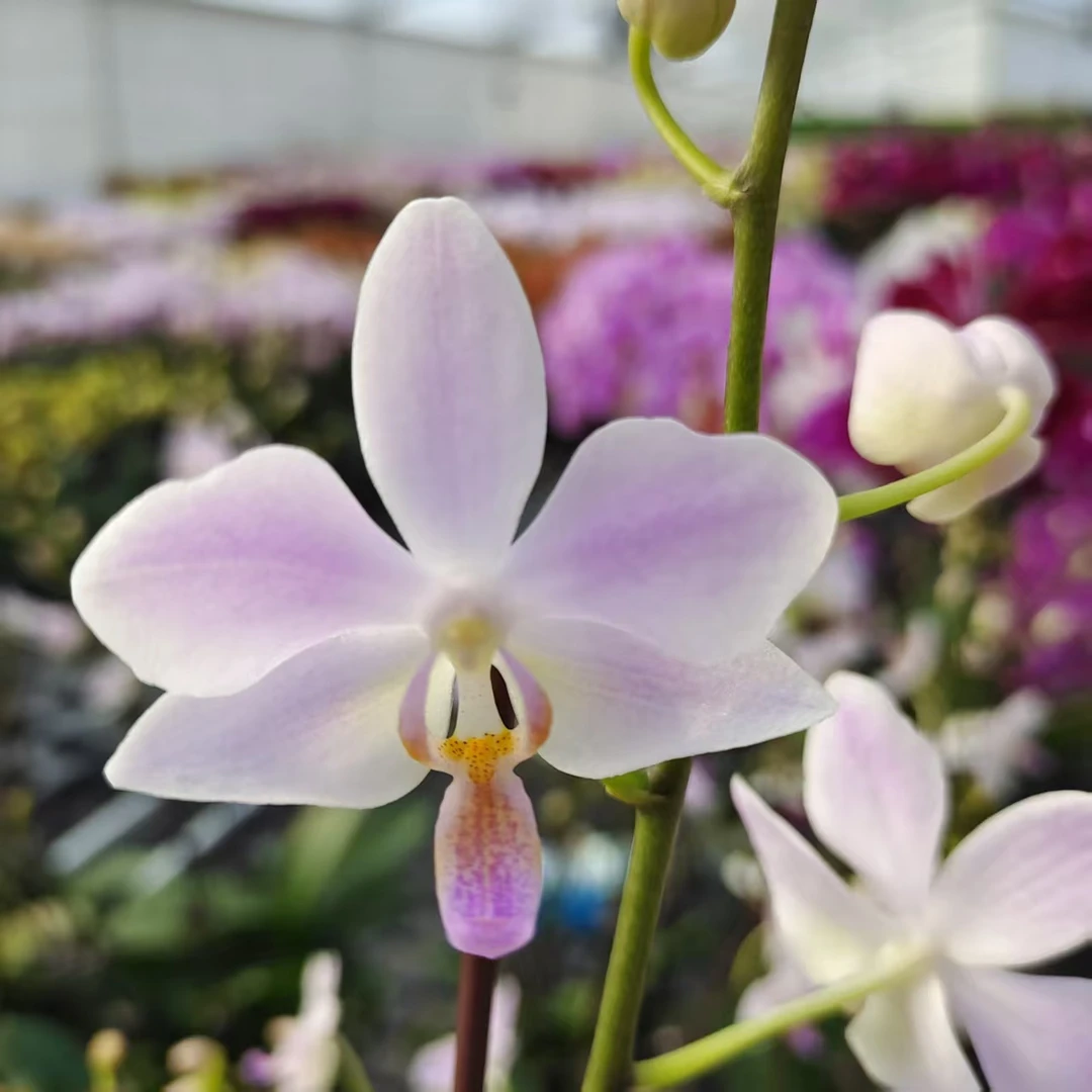 蝴蝶兰【残雪】花色雅致 花型独特 花期长 客厅美观 基地直发