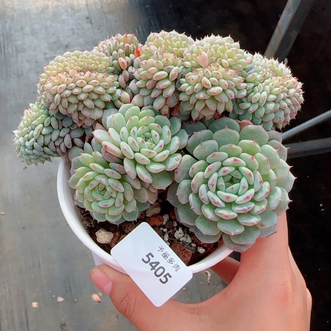 白胖子缀化，5405多肉植物
