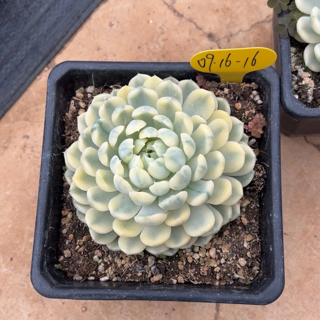09-16-16香草月影锦多肉植物