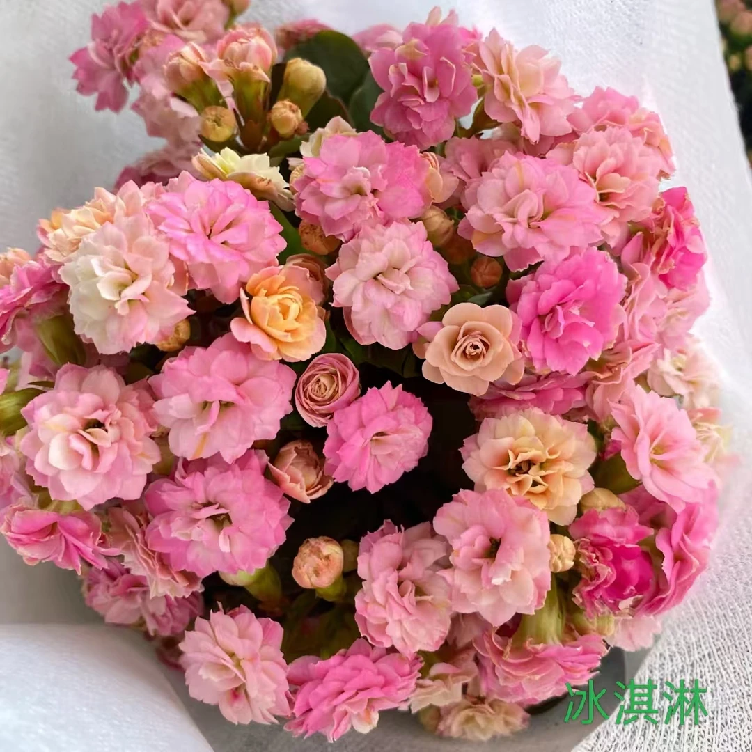 110冰淇淋长寿花