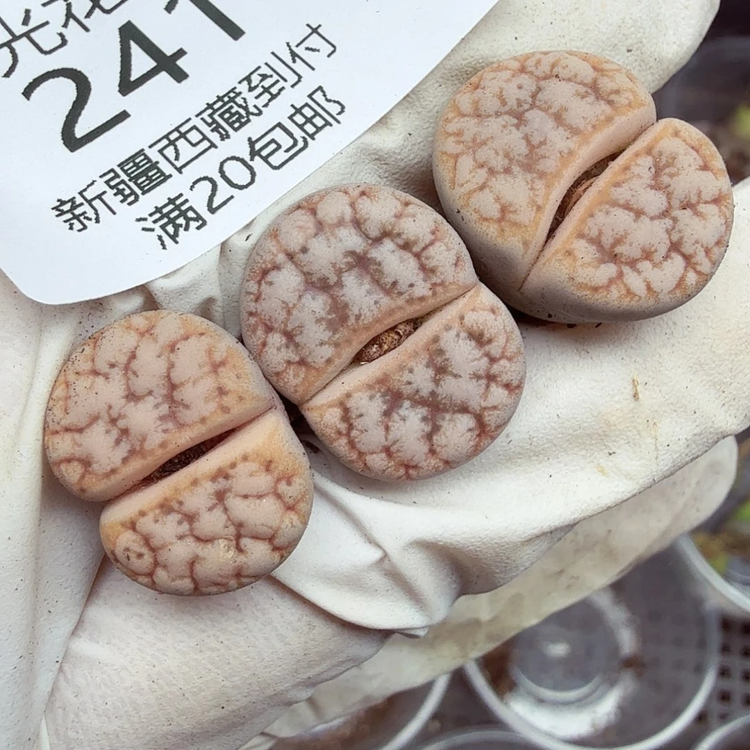 哈哈笑不出眼泪哈哈不241这个