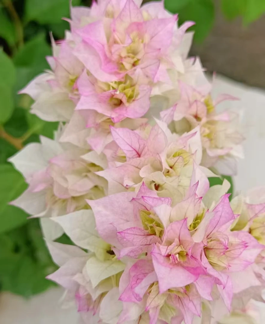 （重瓣怡景带花）三角梅原生小苗袋苗福建漳州基地发货包品对版