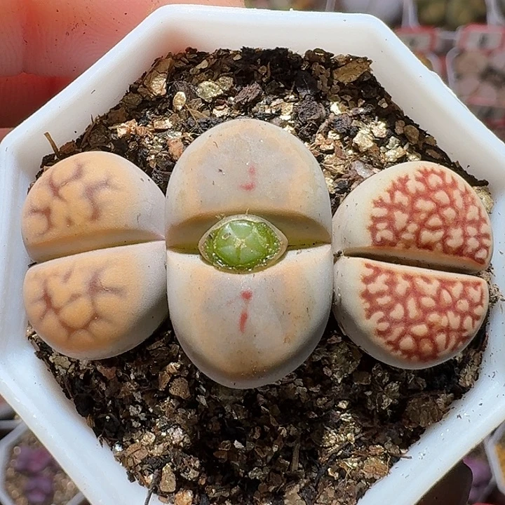 生石花111221。   317