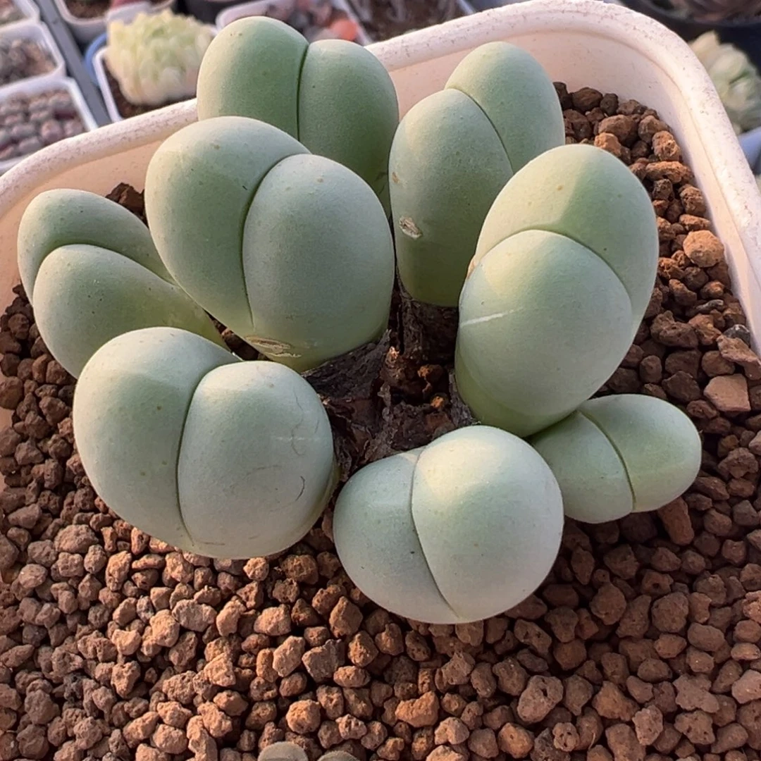 粉拳头多肉植物百科