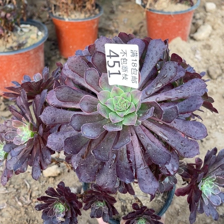 451黑铜壶变异大手捧2