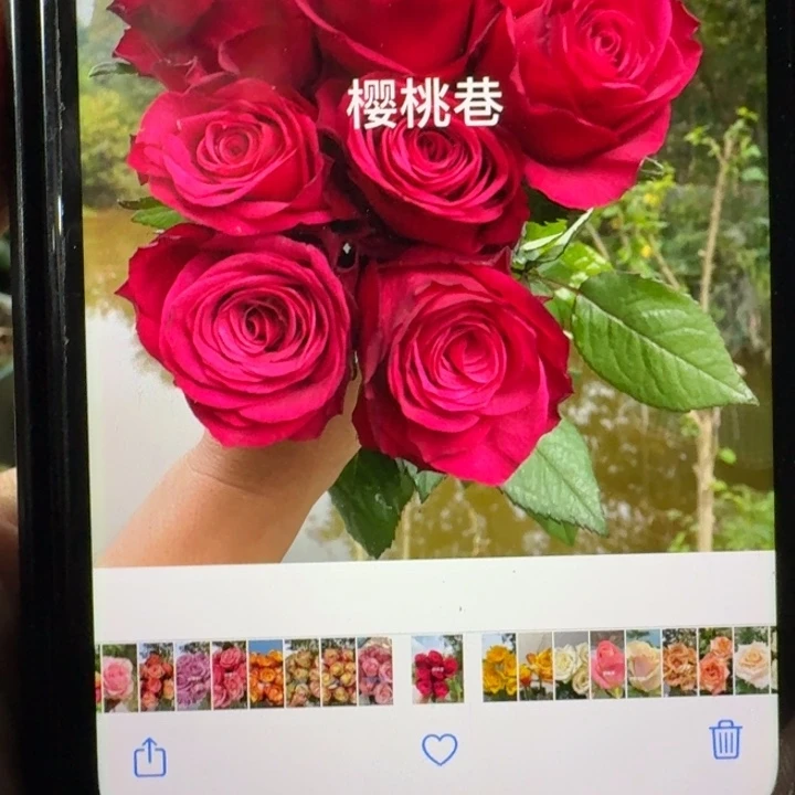 无花朵樱桃巷小苗