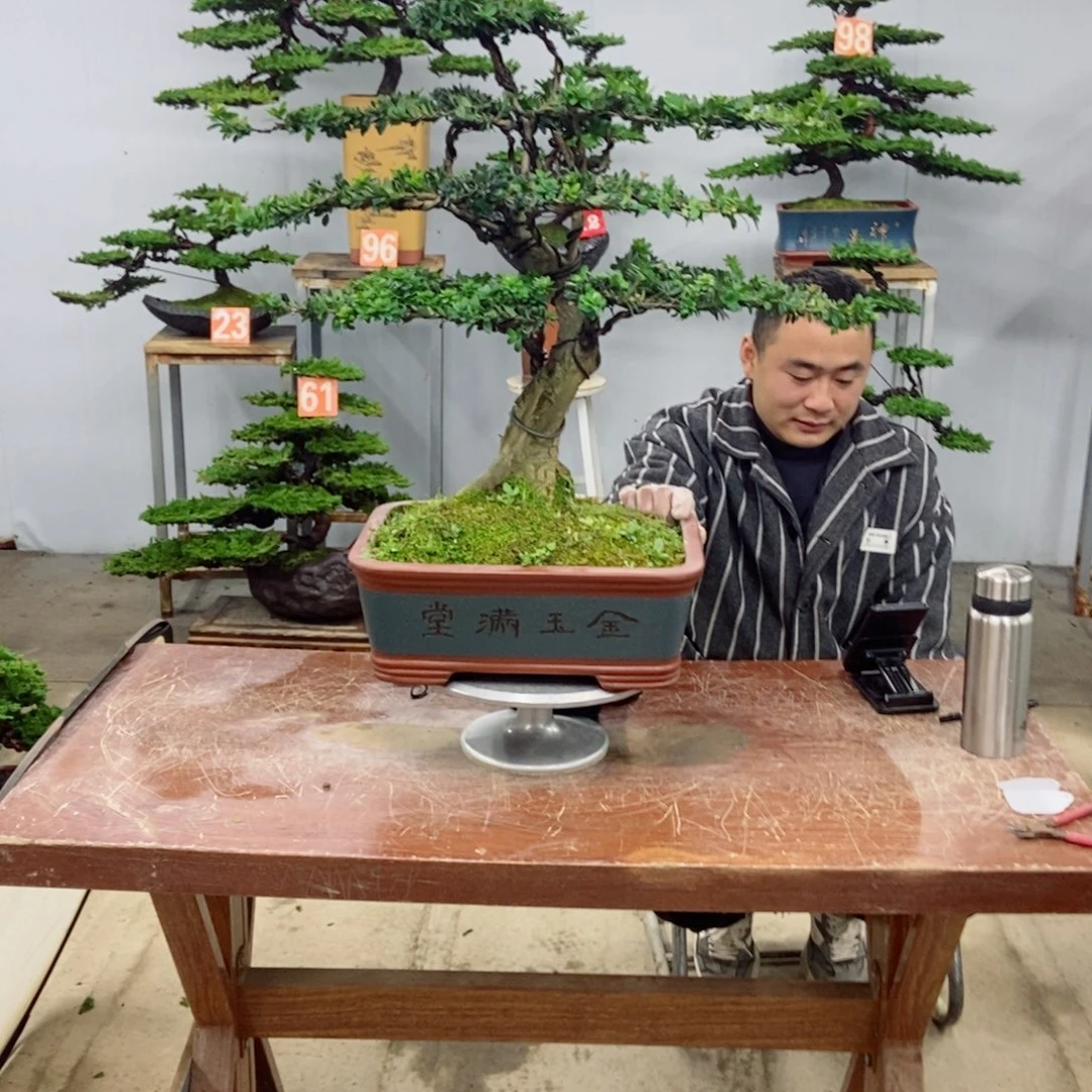 无花朵罗汉松盆景