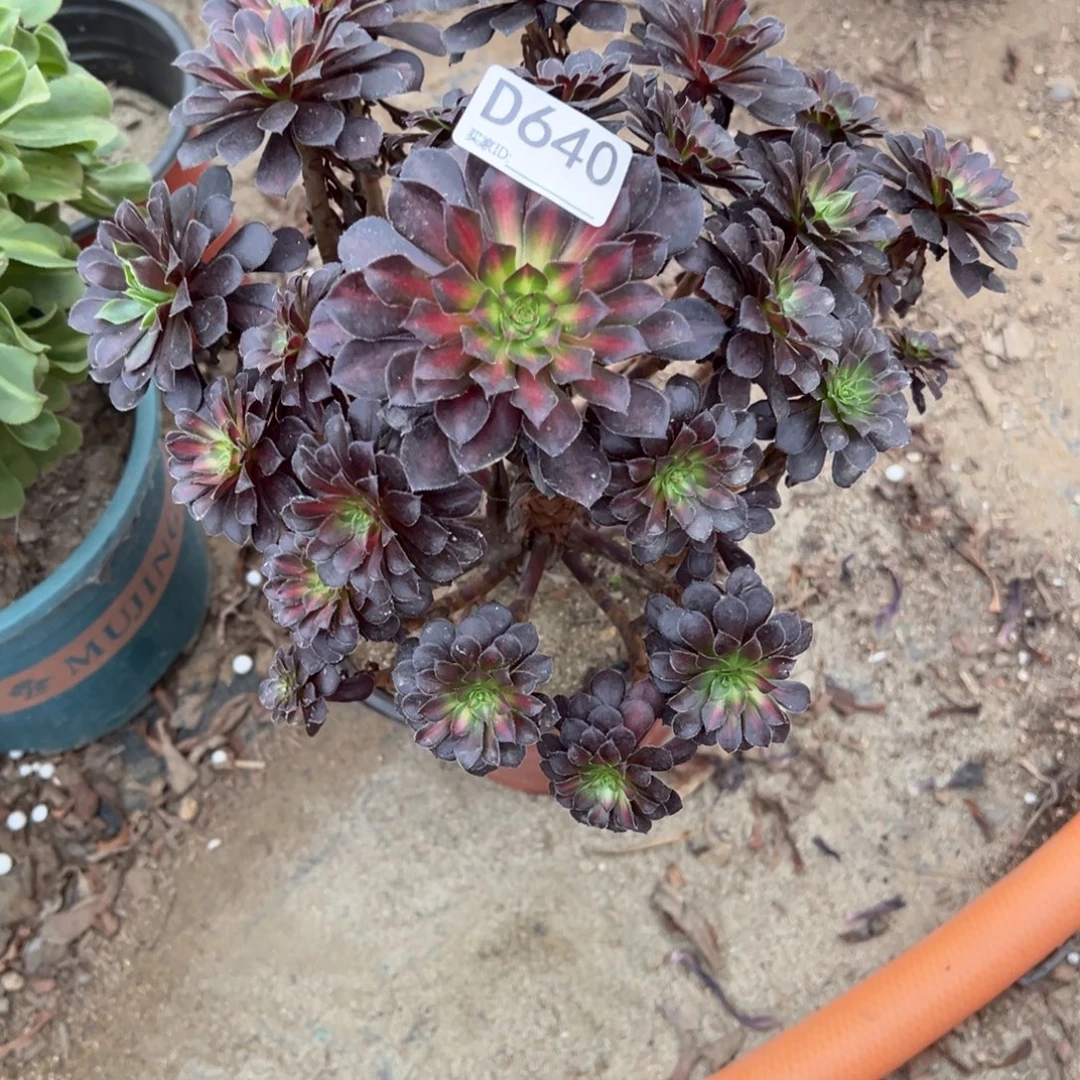 640黑桐中斑多肉植物