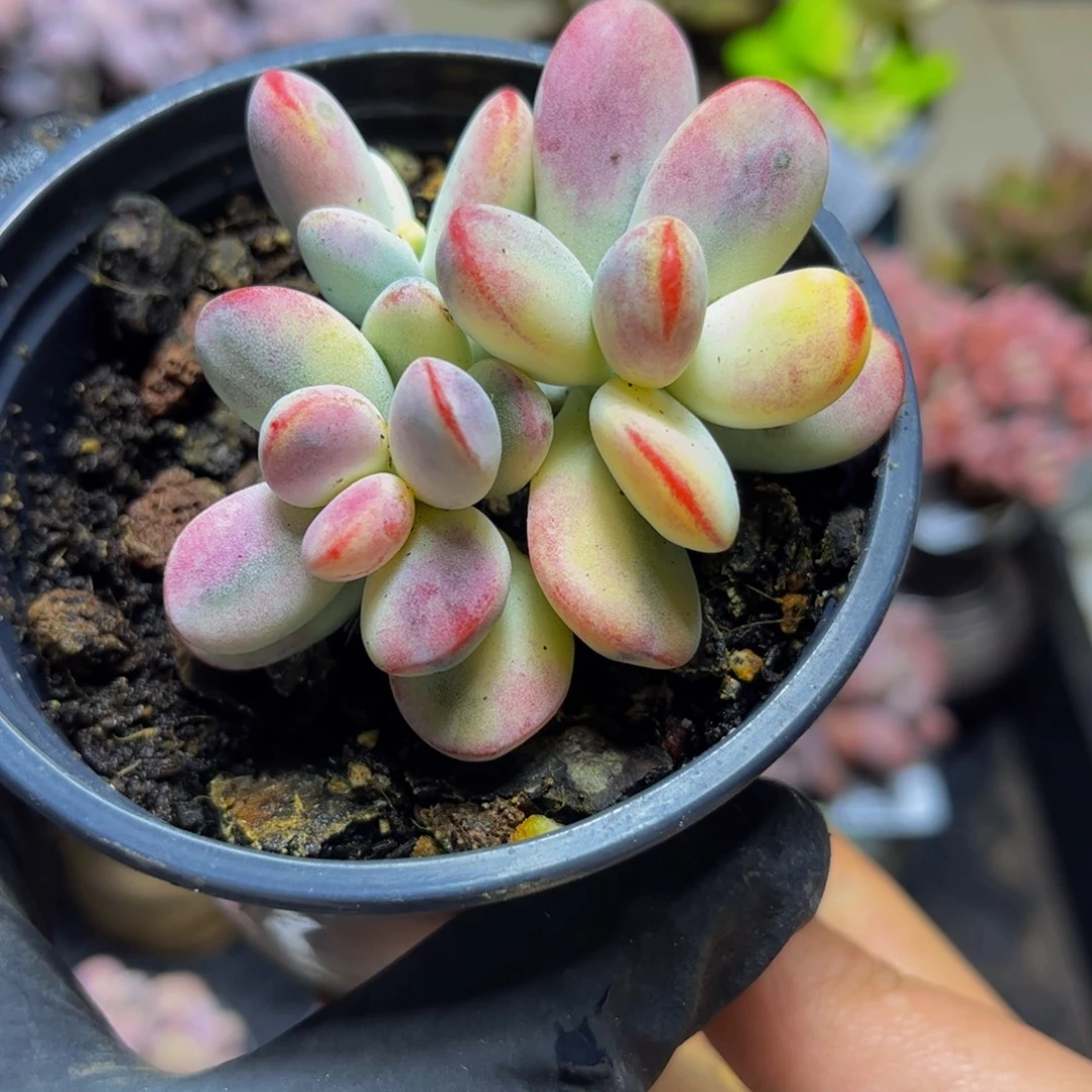 085乒乓福娘锦7厘米（有砍）