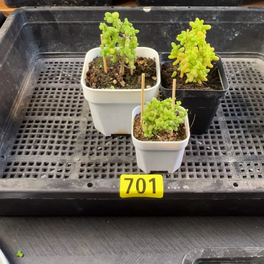带盆包邮偏远加运费701