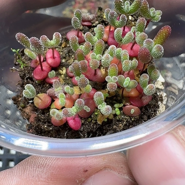 141 多肉植物多肉植物