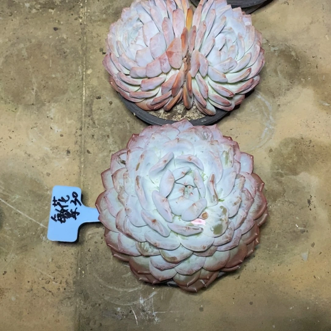 啊军喵多肉大橙子