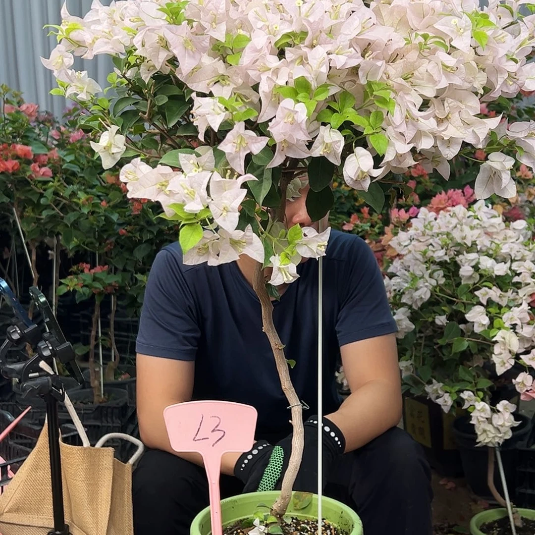 X***O大部分花苞少量开放L3苹果花