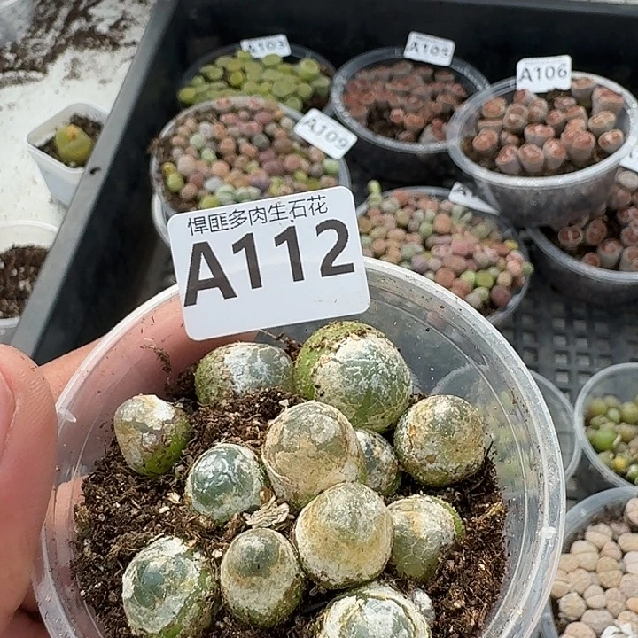 112多肉植物多肉植物