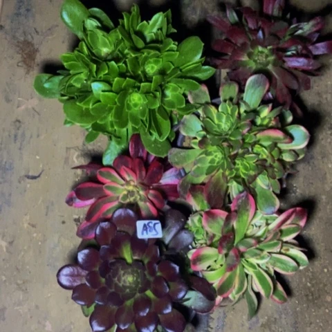 六科嫩桩多肉植物85多肉不包断