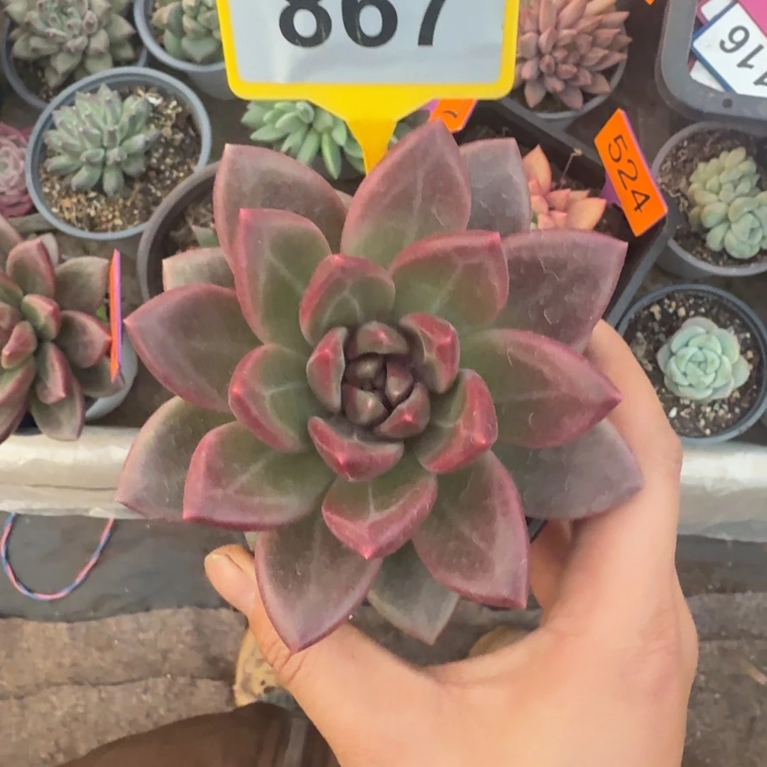 多肉植物迷雾泡泡867