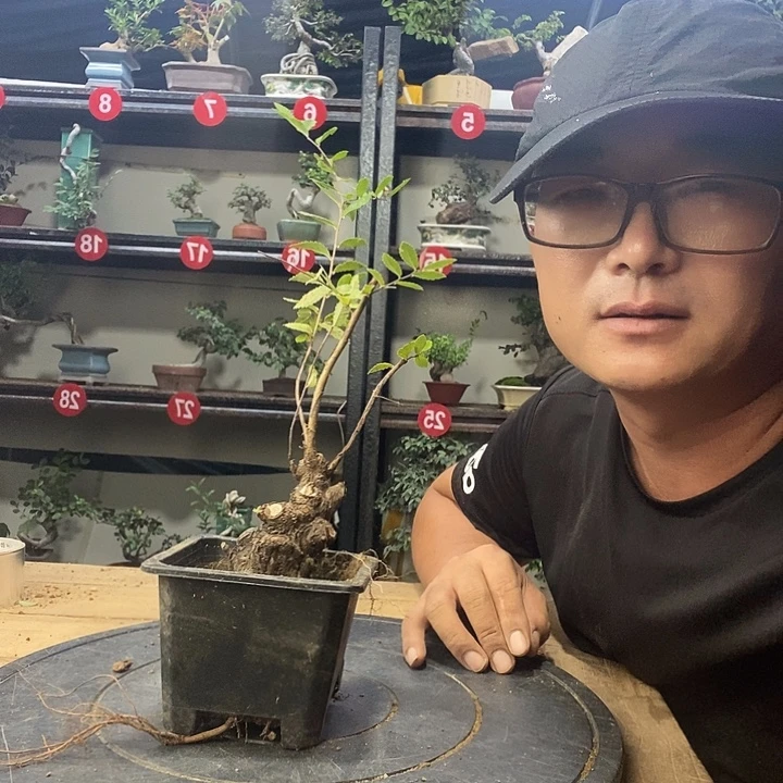 惠***园无花朵小叶榔榆一个