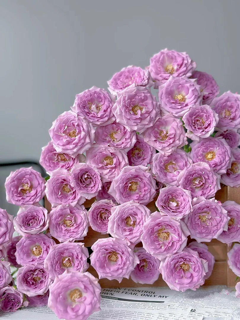 【如熙臻品】紫色年华  多头玫瑰（注意：收到带包装醒花哦！）