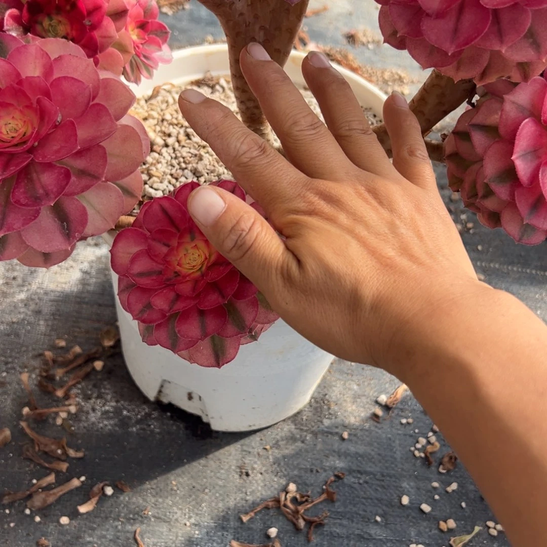 山***犀283荔枝缀化不包损坏多肉多肉