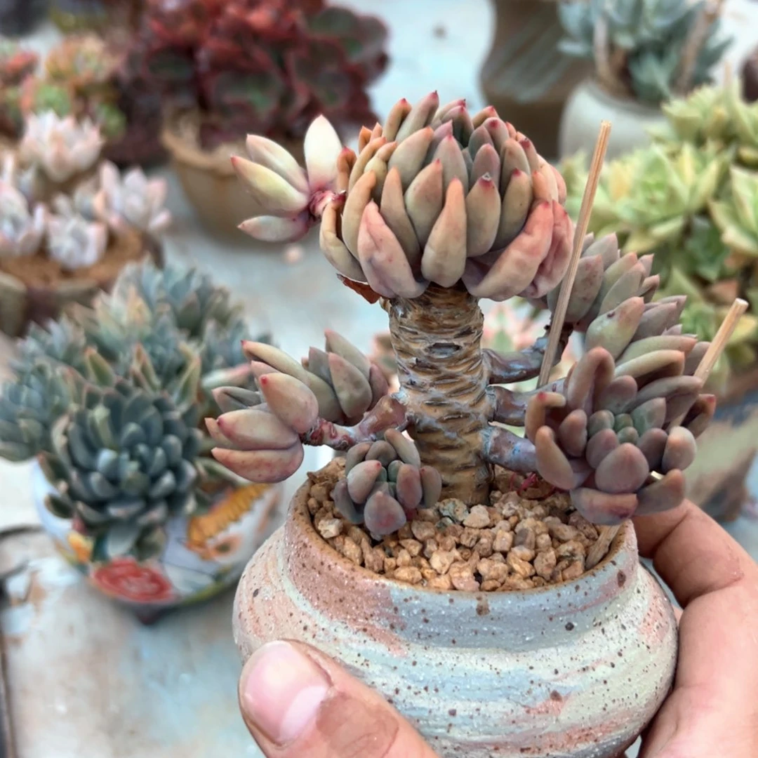 微****号红蜻蜓18 零零多肉植物