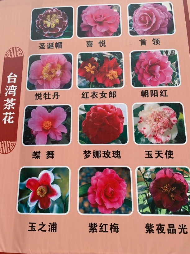 品种茶花直播间一物一拍专属链接