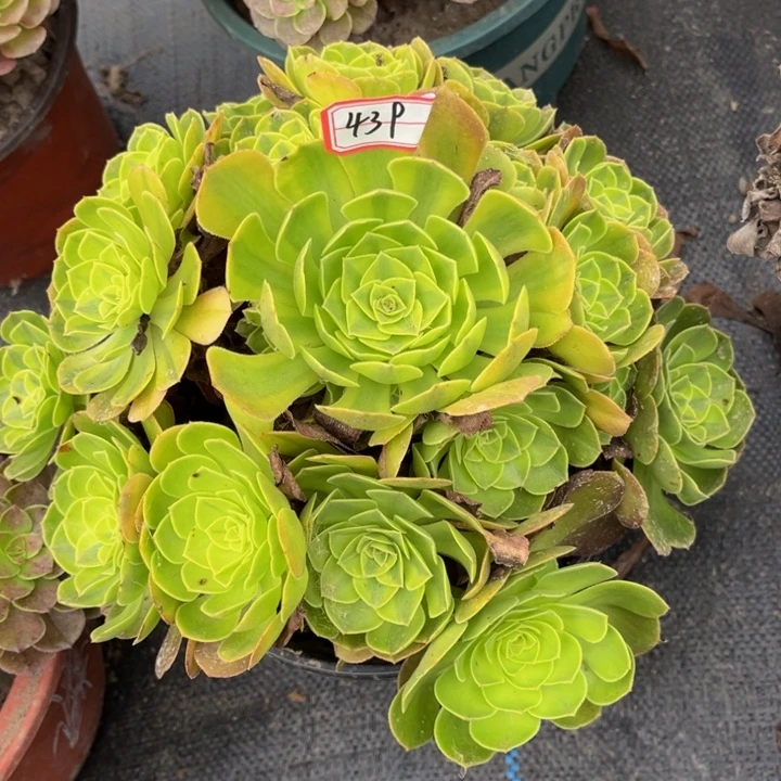 439雨荷多肉植物法师