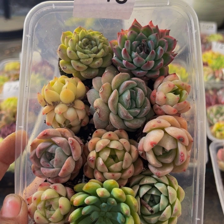 745，带盆带土发货，拼盘