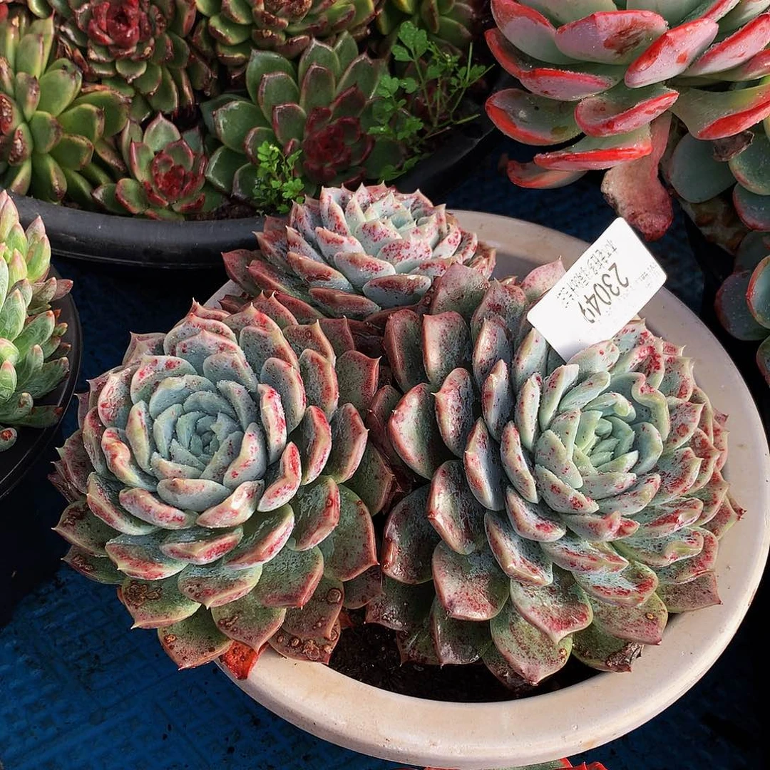 童***童    不知名多肉23049