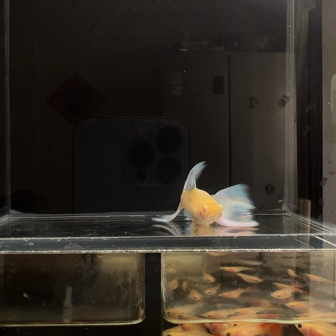 孔雀鱼蓝白飞船种鱼1对