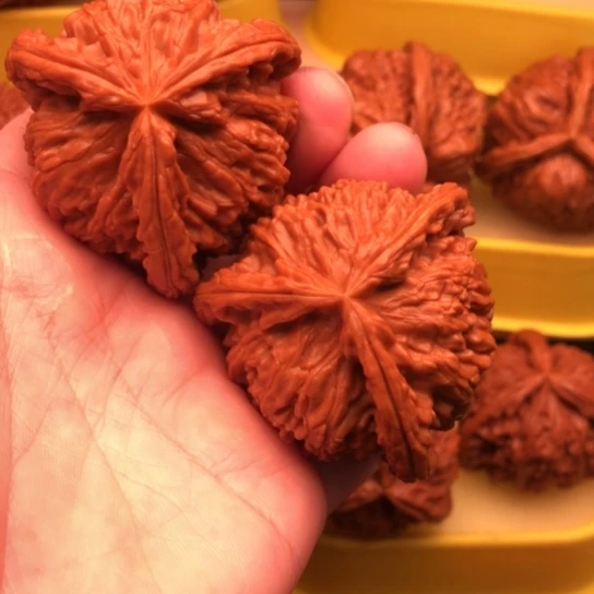 风***子核桃核桃和他的核桃核桃