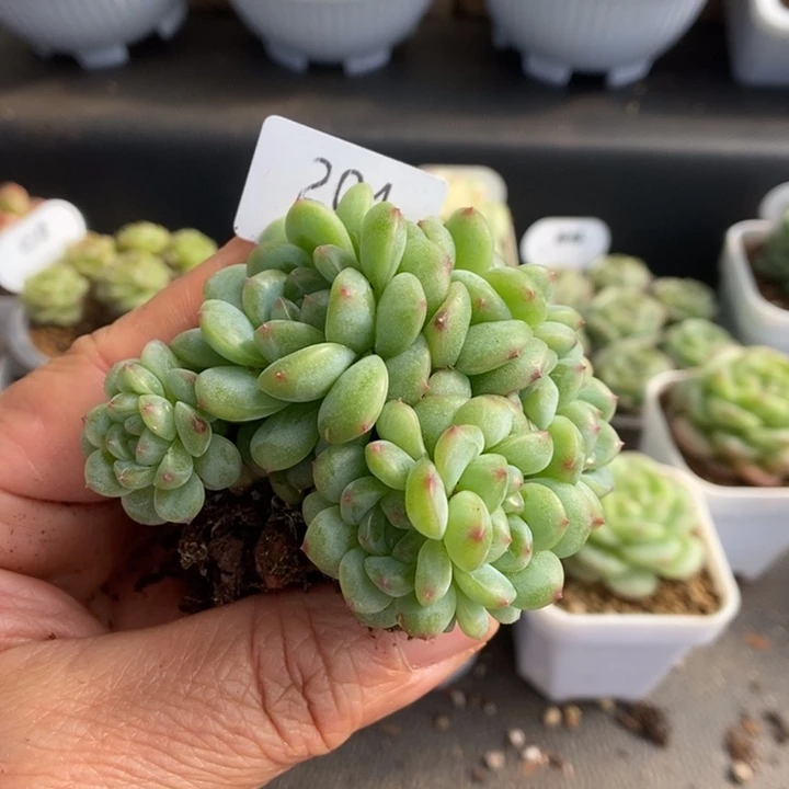 一物一拍一物一拍1111-