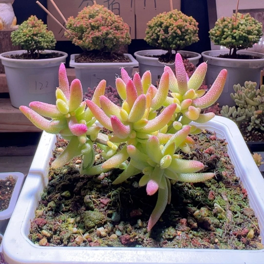 323玉米锦一物一拍包开箱