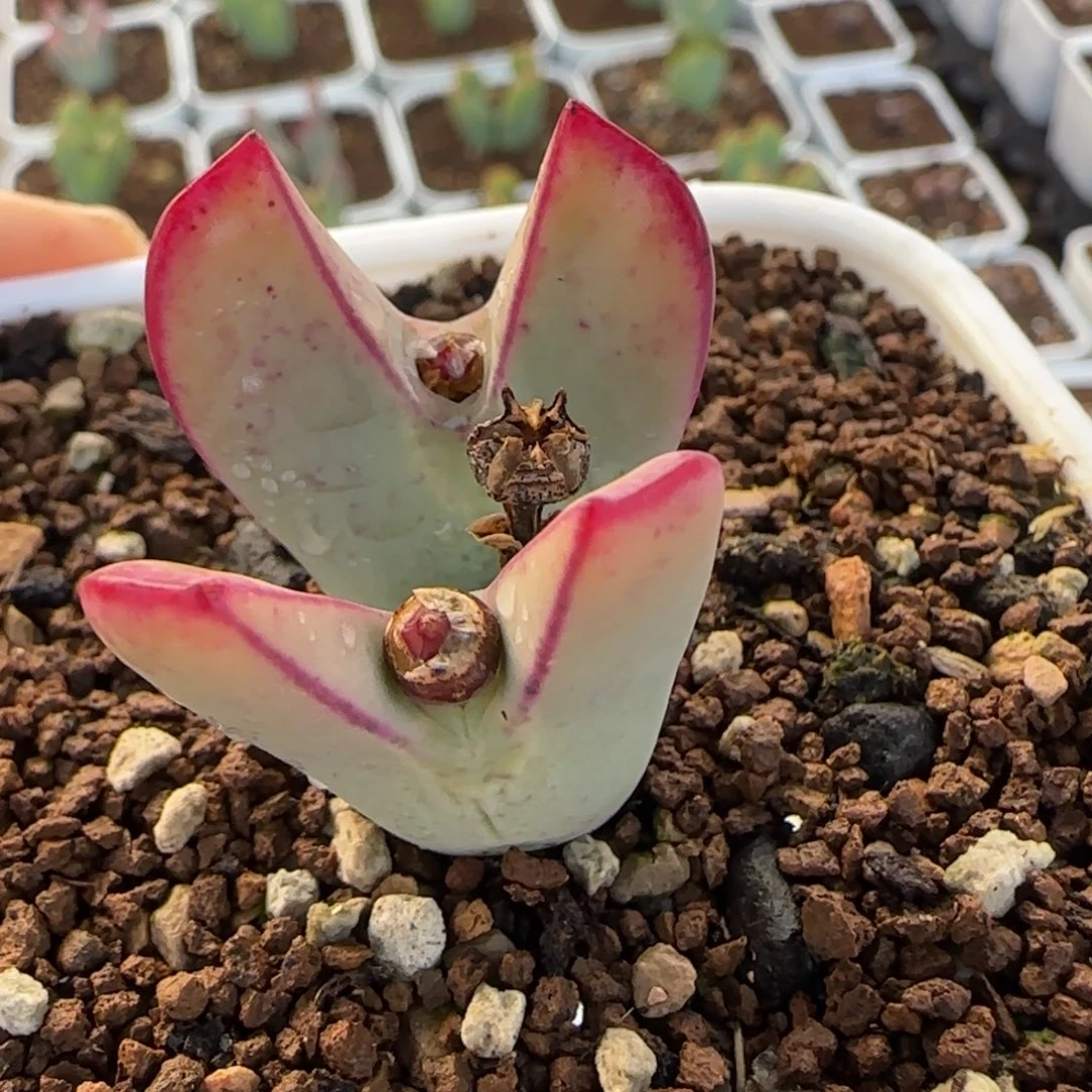 红小秀多肉植物百科